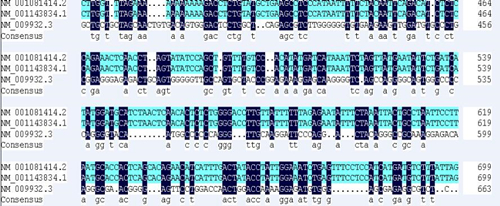 clustal���бȌ��̳�