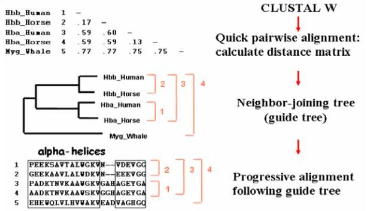 ���A����Clustalx��ʹ�÷���