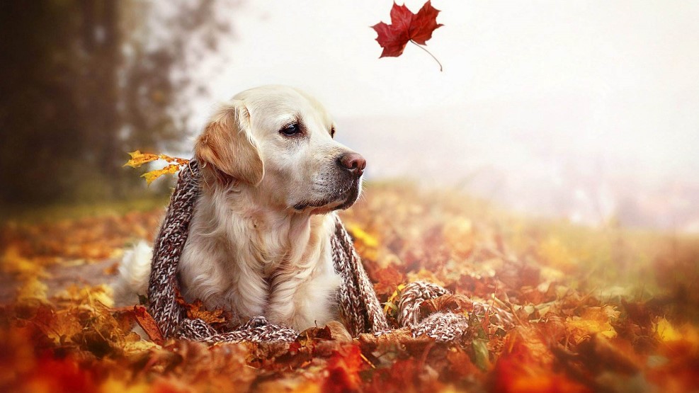 ����ؐ���挙�����d ����I�Bһֻ3D������ӹ�����