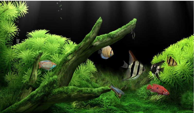 ����ˮ���^�ٷ����dԔ���B