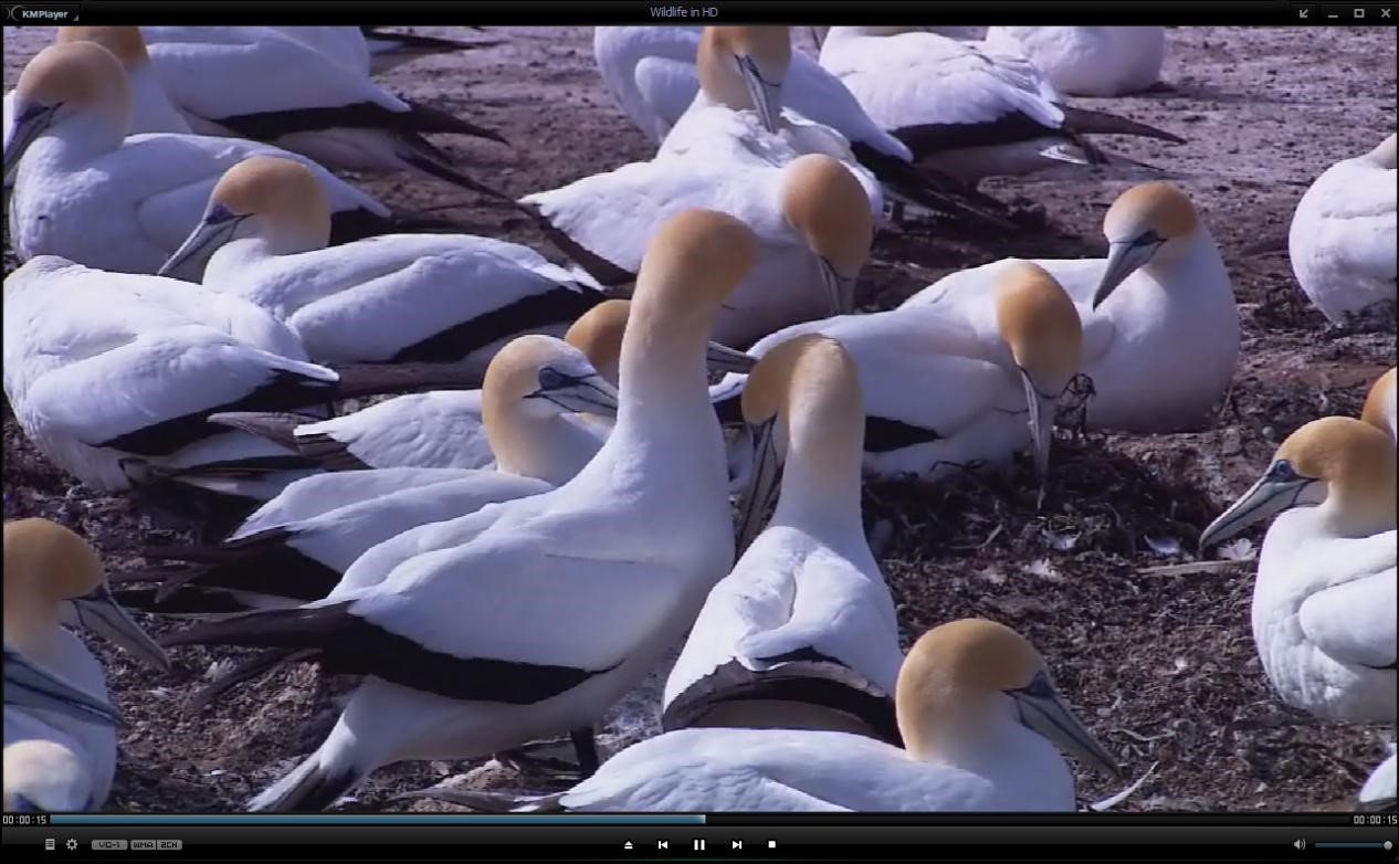 KMplayer���������İ湦����ɫԔ��(x��)��B�����M(f��i)���d